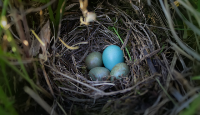 ligzda atrodas zālē un tajā četras zili pelēkas putnu olas