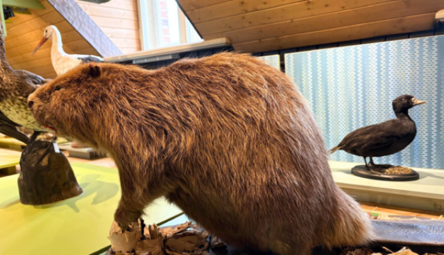 Bebrs Meža muzejā , aiz viņa 2 putni, visi ir izbāzeņi