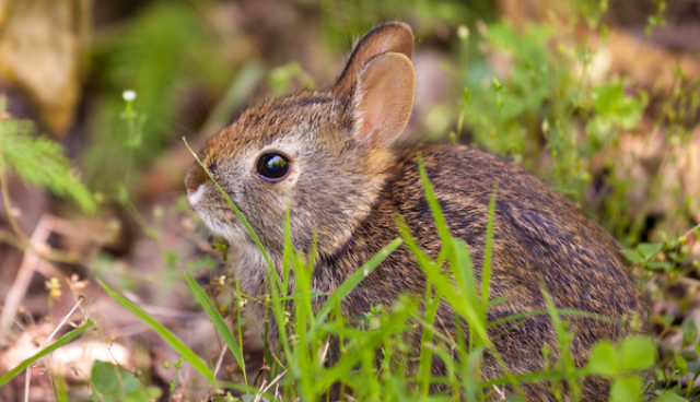 pelēks zaķis pļavā tuvplānā no sāna