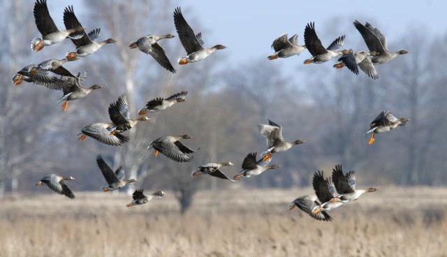 Putnu bars sēžas vai paceļas virs pļavas, zila debess un koki fonā