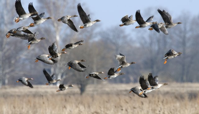 Putni ceļas virs pļavas, fonā koki