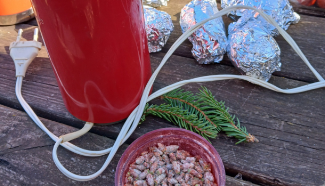 Uz galda mežā straumes sarkanas kafijas dzirnaviņas pumpuru malšanai, pumpuri, kartupeļi ietīti follijā, divi mazi egļu zariņi