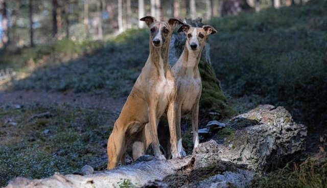 Divi kurtu suņi blakus stāv mežā